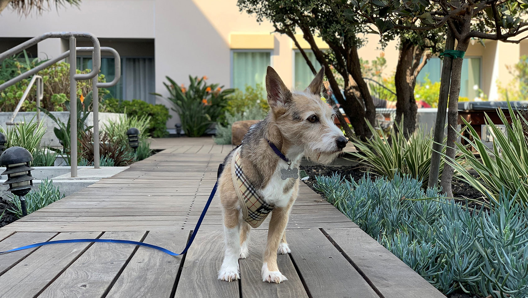 Pet Friendly at Kimpton Shorebreak Huntington Beach Resort