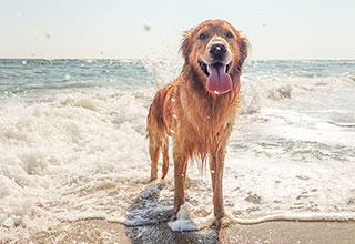 dog on the beach standing in the water